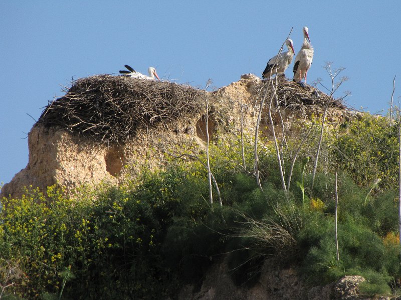 130312_ooievaars meknes.jpg - Meknes huisvest ook veel ooievaars. Een deel van deze dieren komt in het voorjaar naar Nederland.